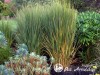 Sora rykštėtoji  ,Northwind' (lot.  Panicum virgatum)